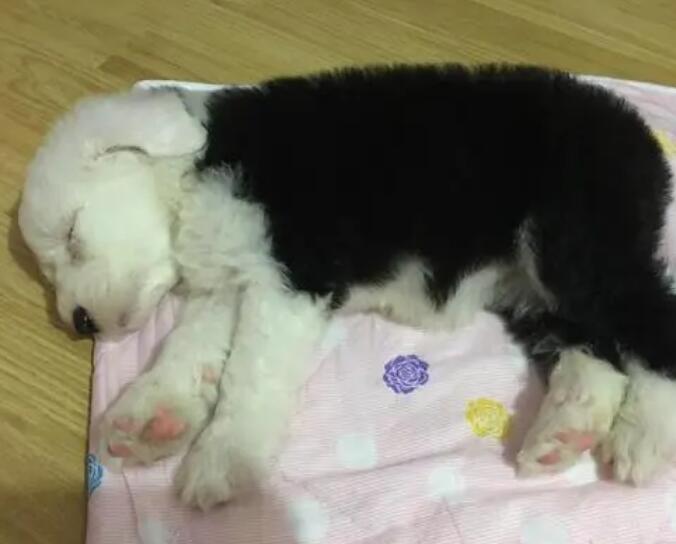 狗狗一会拉稀一会干的,是什么情况 狗狗一会拉稀一会干的,是什么情况