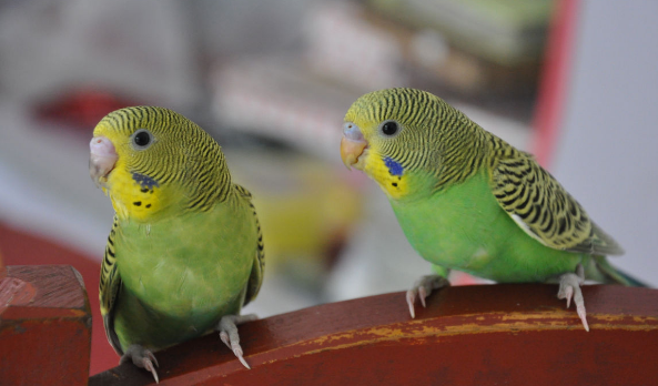 虎皮鹦鹉老是张嘴伸脖子