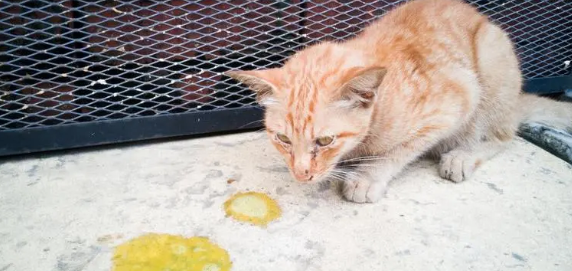猫咪又拉又吐是什么原因