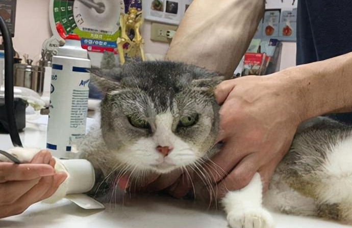 猫咪呕吐黄水两天如何治疗