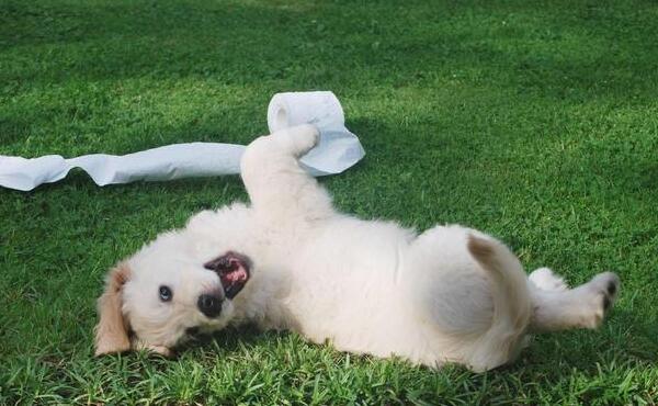 训练狗狗上厕所的时机，一定要把握好