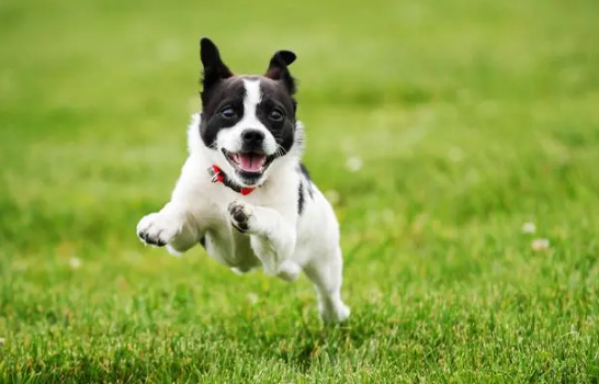 工薪族合适养哪些种类的小狗狗？这种宠物犬很适合