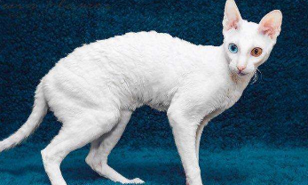 为什么柯尼斯猫便宜 为什么柯尼斯猫便宜