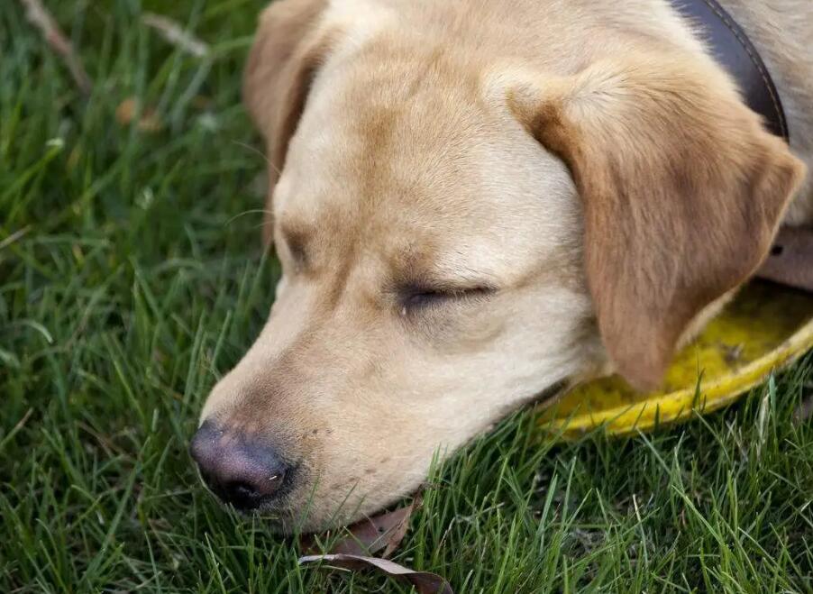 犬瘟早期中后期中后期的症状有什么