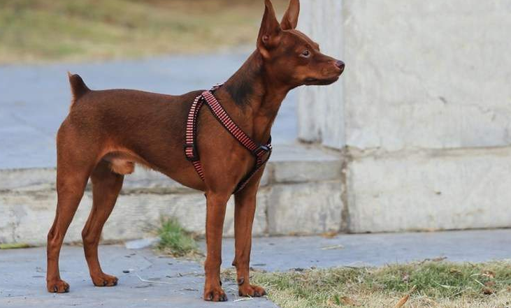 小鹿犬公的好还是母的好