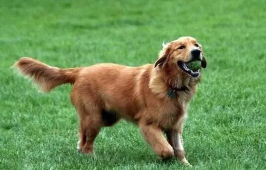 养金毛犬要注意什么事项 养金毛犬要注意什么事项