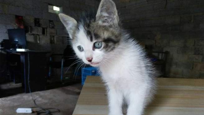 2个月小猫耳朵里面很脏是为什么？