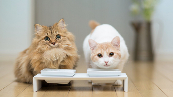 多久给猫咪狗狗洗碗一次