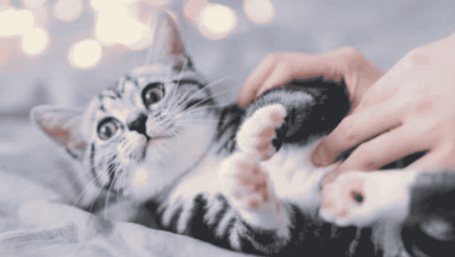 小猫结扎术前准备及术后护理(小猫结扎手术如何照顾)