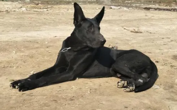 黑狼犬怎么训练?