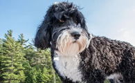 葡萄牙水犬价格 成年犬图片