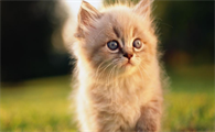 猫咪消化不良怎么办?猫咪消化特点和常见喂养误区!