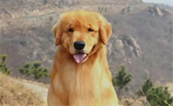 狗狗每一次只拉一点点屎？怎么回事？