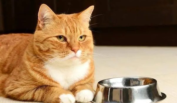 猫咪吃了一根火腿肠有事吗 猫咪吃了一根火腿肠有事吗