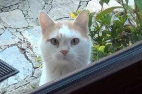 猫咪为什么在门外嗷嗷的