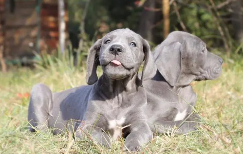 纯种大丹犬幼犬出售 纯种大丹犬幼犬出售