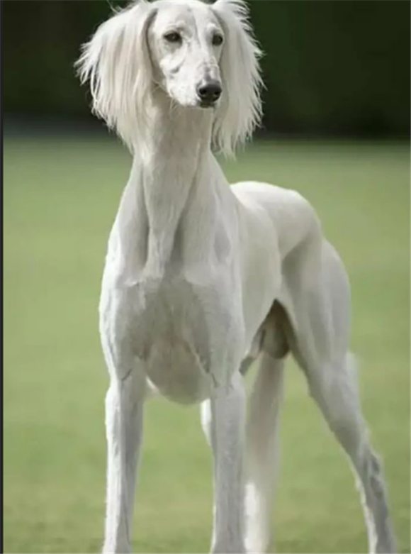 毛最短的大型犬