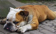 犬维生素A缺乏症的病因是什么？不妨来了解下吧