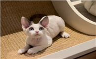 杭州德文卷毛猫猫舍