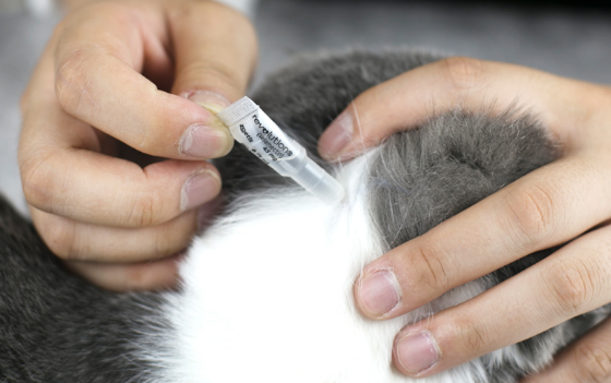 宠物猫使用跳蚤药后多久能见效? 宠物猫使用跳蚤药后多久能见效?