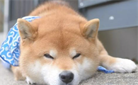 柴犬拉稀还不想吃东西，柴犬大便有点儿稀该怎么办