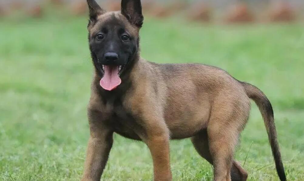 新手养马犬要注意什么事项