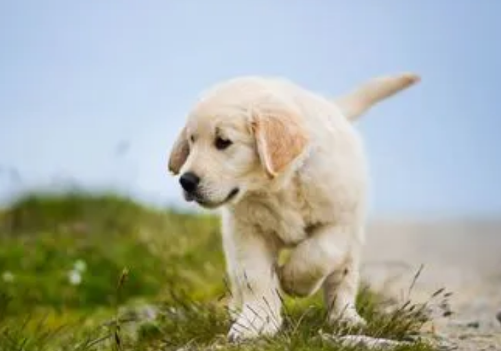 狗患狂犬病多久会死 狗患狂犬病多久会死