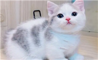 国内知名矮脚猫猫舍
