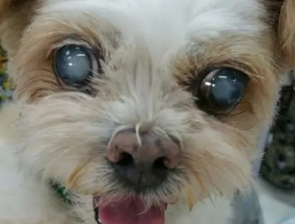 狗狗得了白内障怎么办？如何治疗？