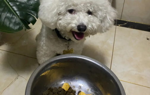 比熊幼犬狗粮泡多久