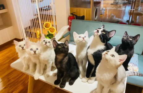 买猫猫舍还是宠物店 买猫猫舍还是宠物店