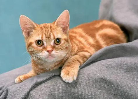 猫儿子会上猫妈妈吗 猫儿子会上猫妈妈吗