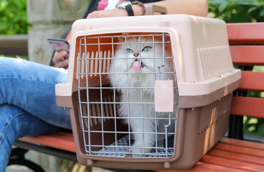 猫咪托运怎么办理免疫证明 猫咪托运怎么办理免疫证明