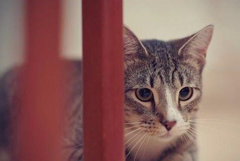猫怎么判断健康? 猫怎么判断健康?
