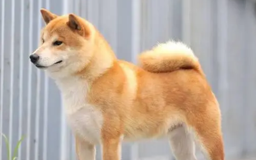 哪些颜色的柴犬最好？柴犬有哪些颜色？