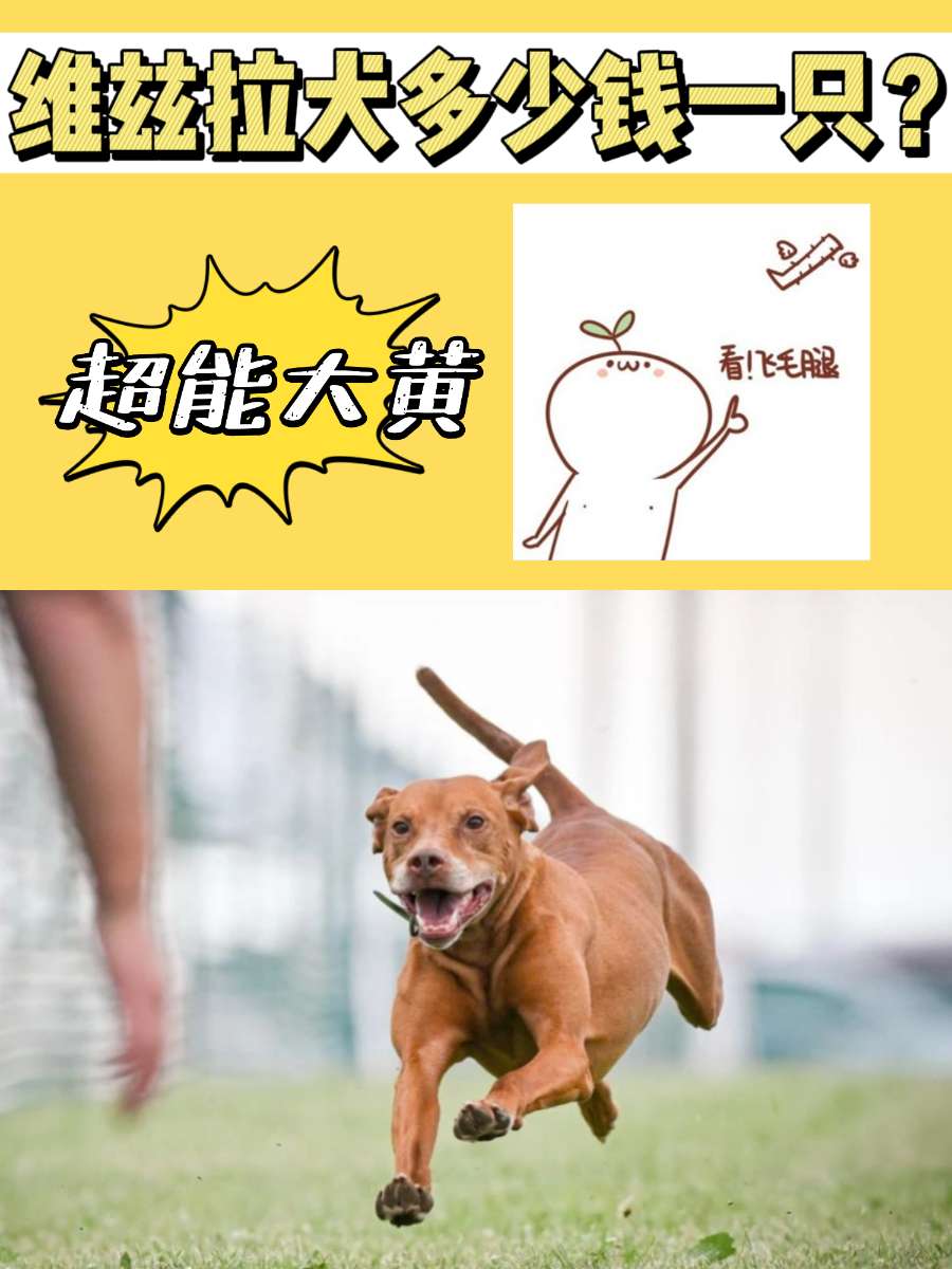 维兹拉犬多少钱一只?超能“大黄”维兹拉! 维兹拉犬多少钱一只?超能“大黄”维兹拉!