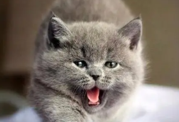 一只英短蓝猫多少钱