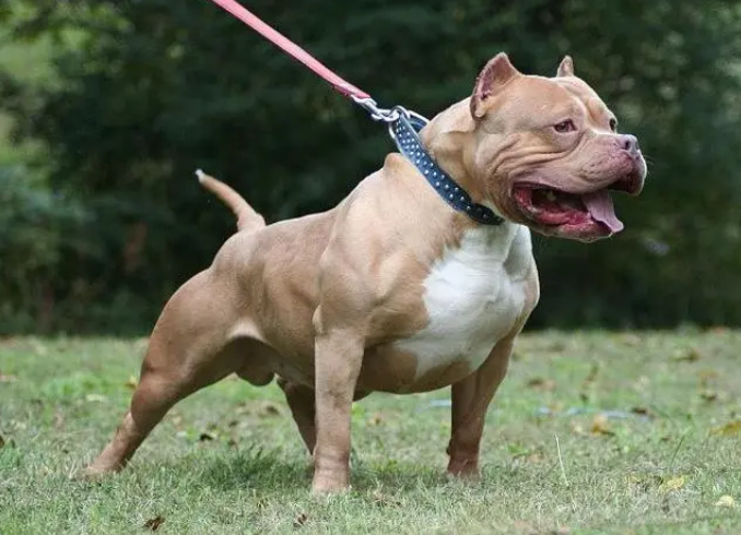 正宗比特犬纯种价格