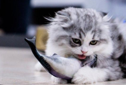 宠物猫能不能吃鱼刺