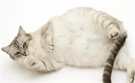 怀孕母猫外出肚子疑被划