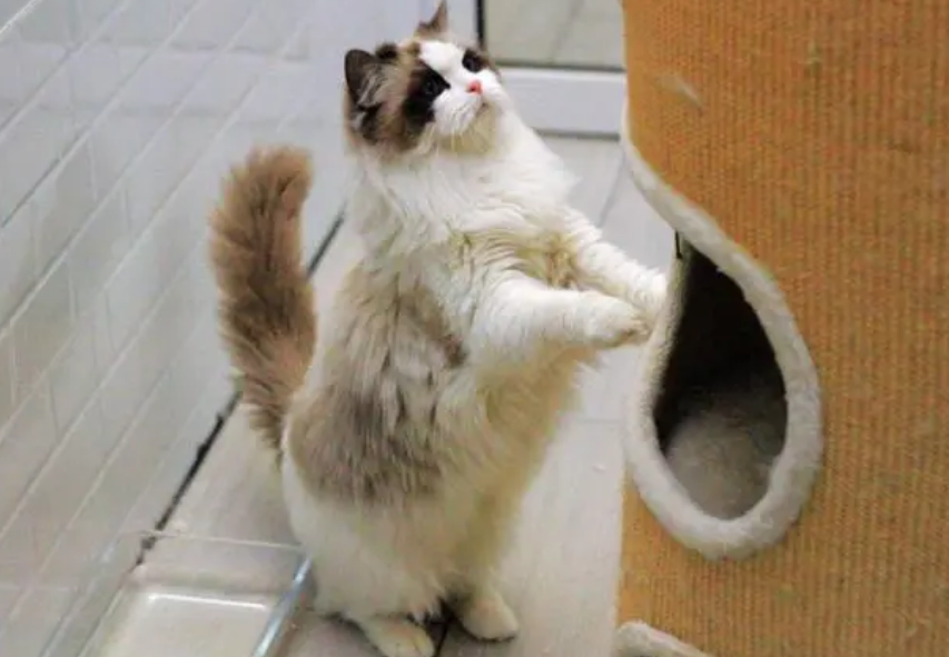 一只布偶猫幼崽多少钱