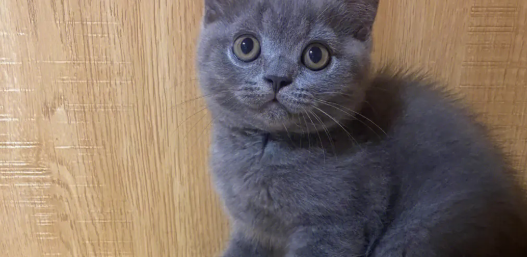 蓝猫和英短的区别 蓝猫和英短的区别