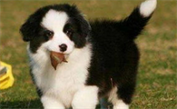 边境牧羊犬的毛色基因遗传有哪些?来看看吧