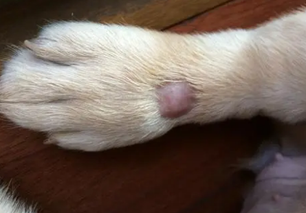 狗狗脸上腿上长东西是什么原因？