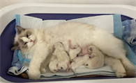 一般母猫产后多久没奶？