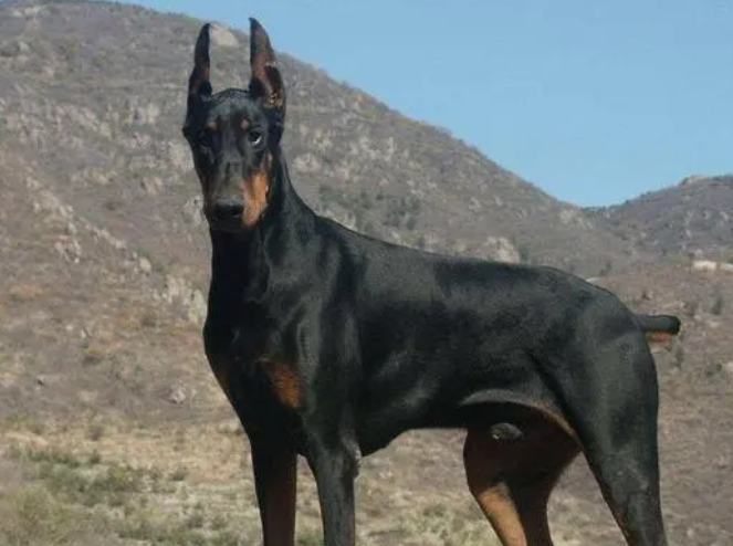 杜宾犬多少钱一只幼犬