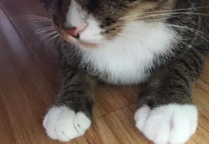 猫咪为什么脚肿起来了