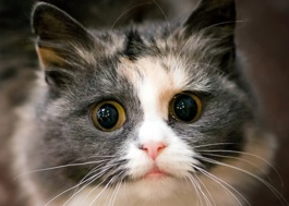 治疗猫咪神经的药物！