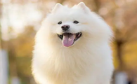 狗狗耳螨用碘伏很有效