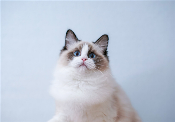 布偶猫的7种分类 布偶猫的7种分类